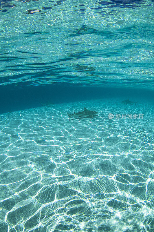 Blacktip shark (Carcharhinus limbatus)